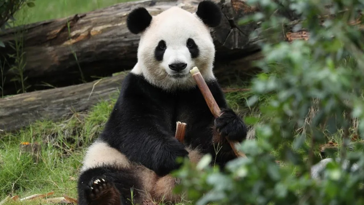 In lead-up to Trump’s Beijing visit, China announces 2 pandas are headed to US zoo