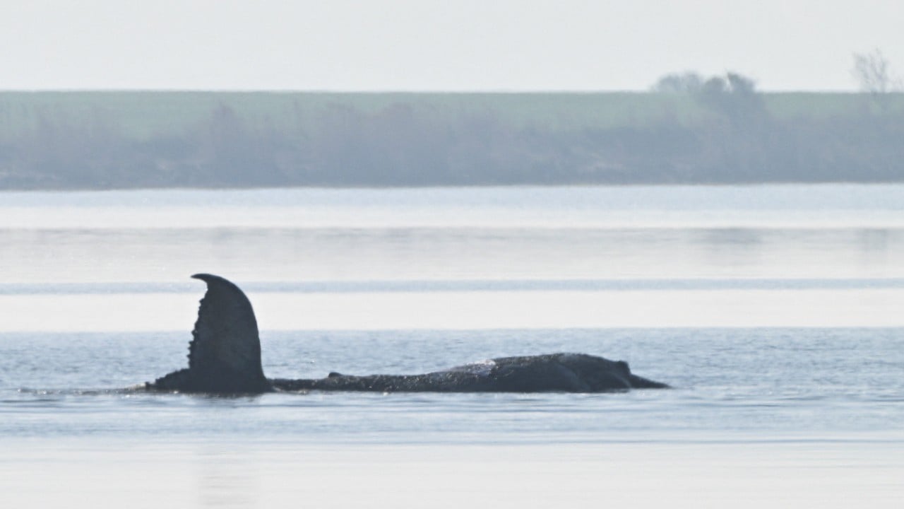 Kumsalda kalan balina Almanya'yı sarstı ve böldü: 'Timmy'yi serbest bırakın!'