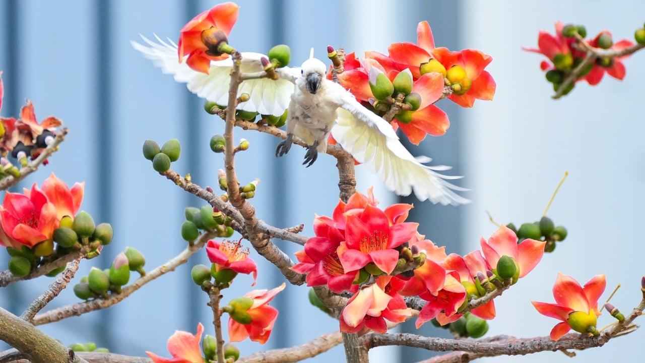 Some Hong Kong trees are behaving strangely and botanists want to know why