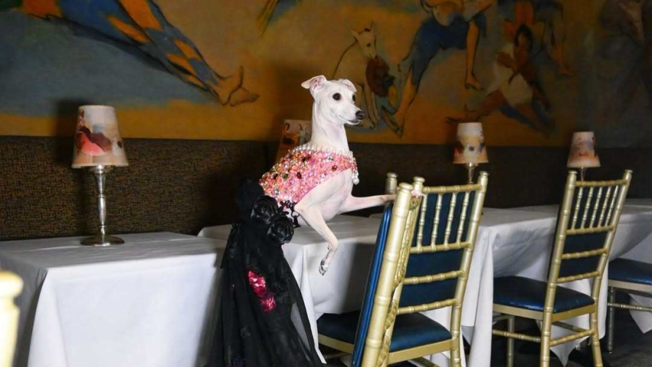 3 fashionable dog influencers to follow, from @tikatheiggy to @mensweardog