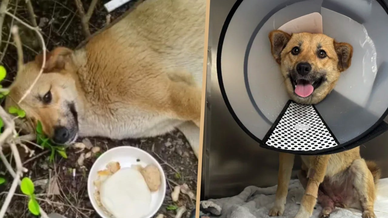 China stray dog becomes local hero after car crash, 56 cabbies cover medical costs, aid in recovery