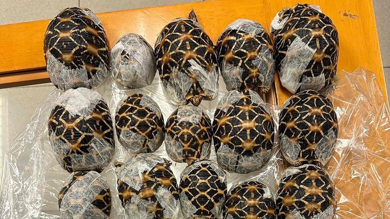 How Thailand as transit hub feeds India’s exotic pet craze: ‘it’s organised crime’