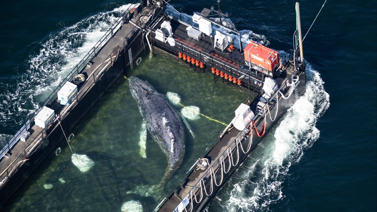 The Brutal Cost of Saving Timmy the Humpback