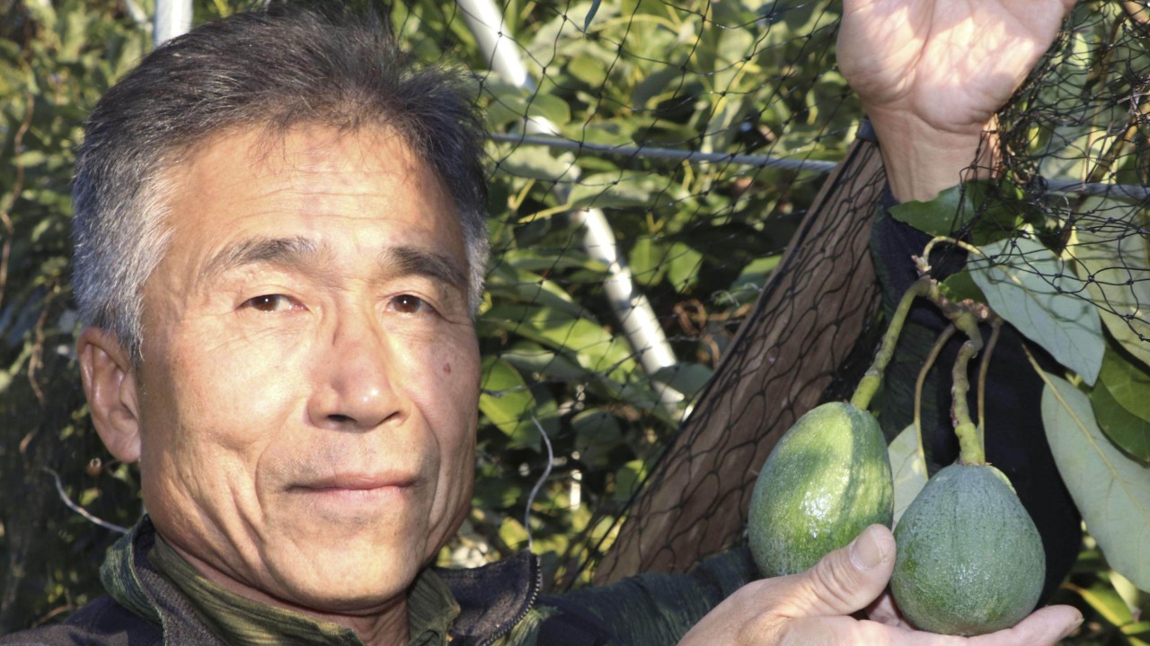 Japanese citrus farmers switch to avocados as climate change warms soil