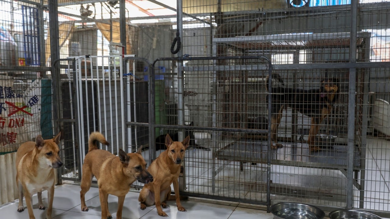 Traffic accidents involving animals in Hong Kong surge 11-fold in 4 years