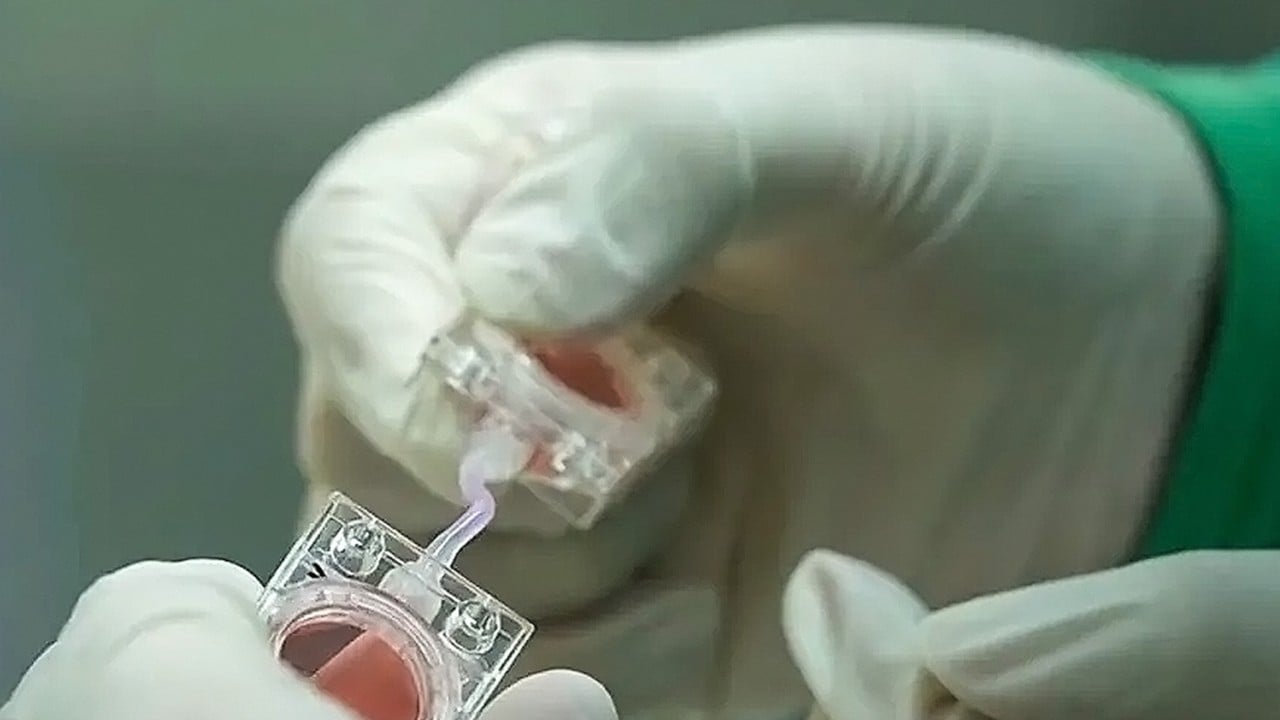 China sends embryos into orbit to find out if humans can have babies in space