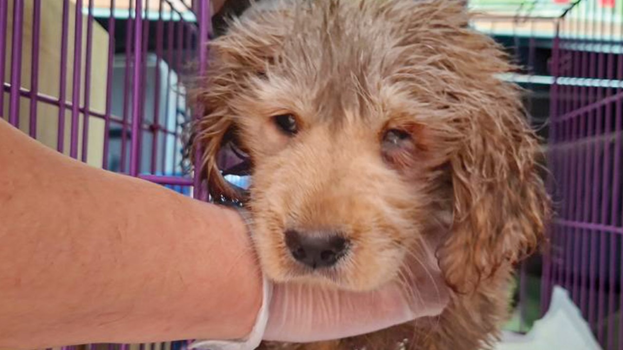 Hong Kong police arrest 2 women after sewage-soaked puppy found in bin, put down