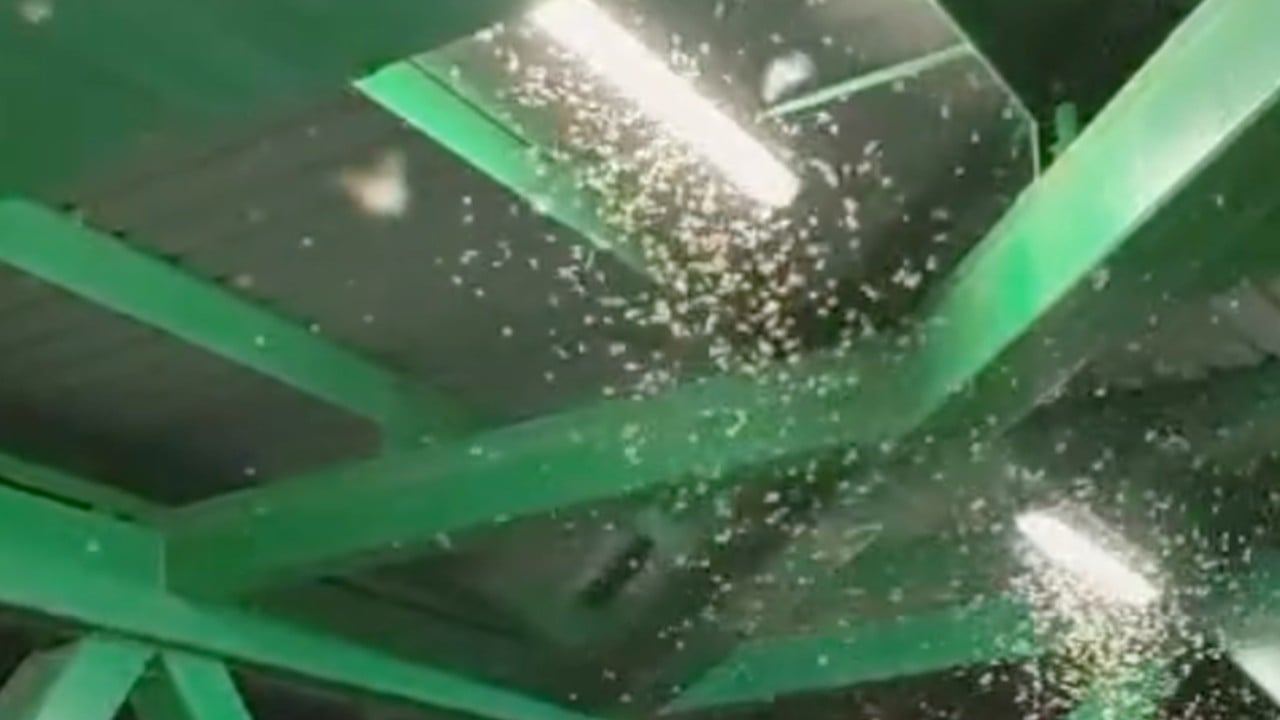 Are those flying ants or termites? How to protect your home from the winged pests