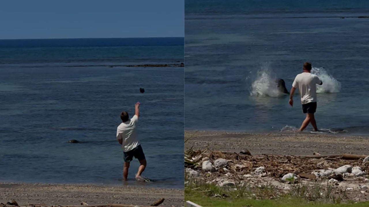 US tourist arrested for allegedly throwing rock at endangered Hawaiian monk seal