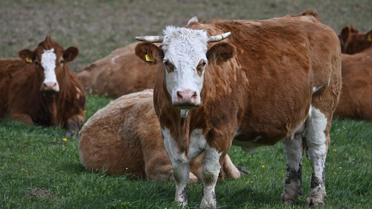 Hiker killed in attack by herd of cows in Austrian Alps A 67-year-old hiker has died after being attacked by a herd of cows in Austria, authorities said, in the latest fatal incident involving livestock in the Alps.
The woman was attacked by what police described as a mid-double-digit number of cows in a pasture in the alpine district of Lienz in East Tyrol on Sunday afternoon. Her 65-year-old husband was also seriously injured.
Authorities said the reasons for the animals aggressive behaviour remain unclear. The couple were not accompanied by a...