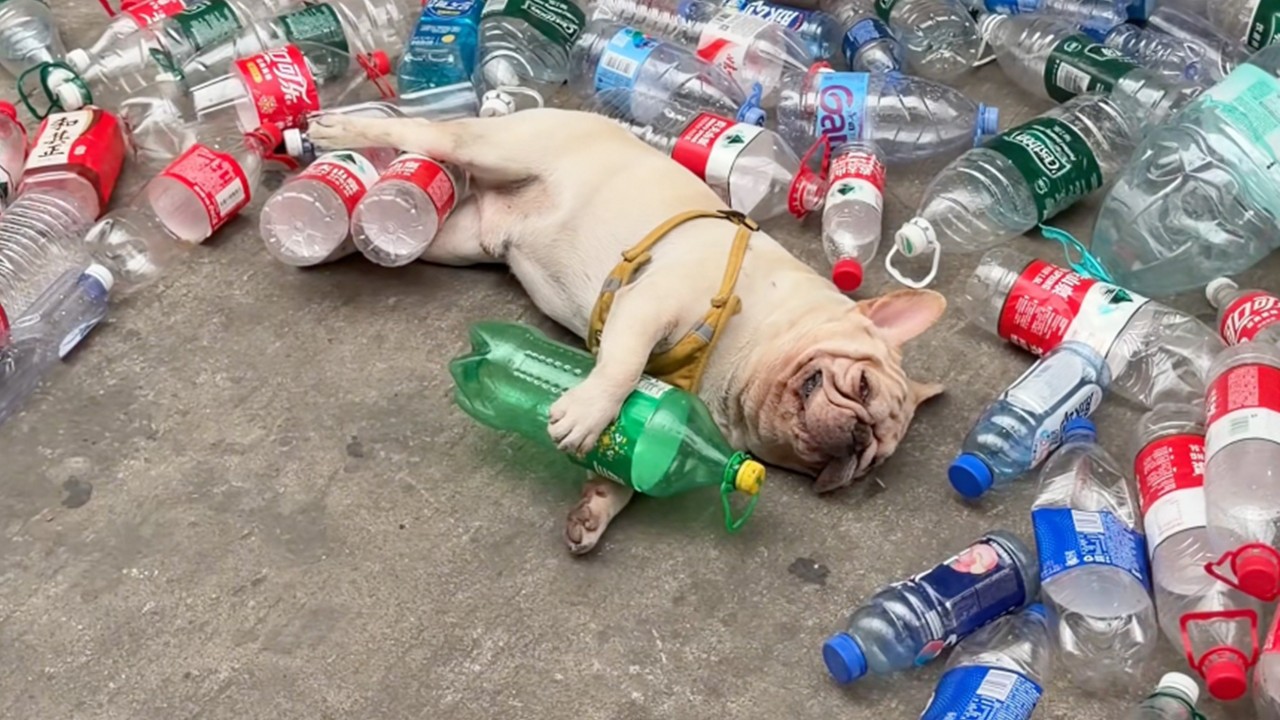 The Virtue Signaling Environmentalism of China Eco-Dog and Why the Rage Bait is Blinding You