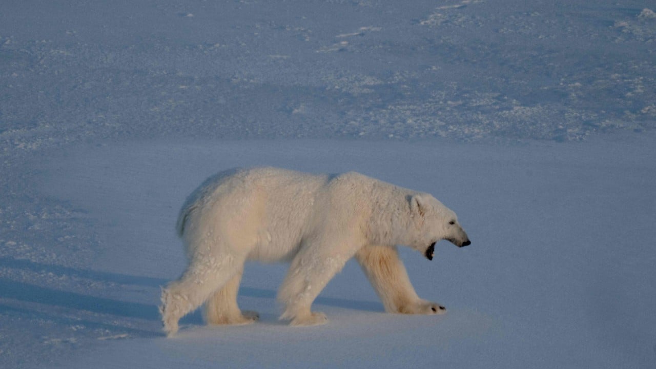Why Bird Flu in Polar Bears is the Wake Up Call We Cannot Ignore