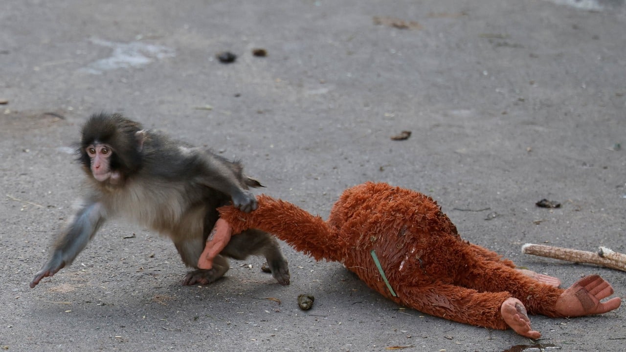 Japan zoo may ban photos near viral monkey Punch after intrusion by 2 Americans