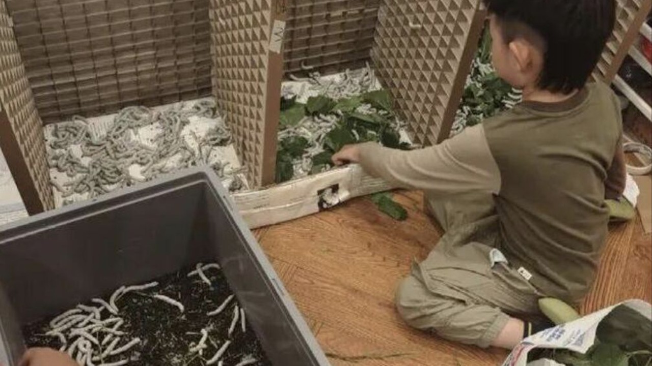 Chinese boy's silk quilt dream leads to 12,000 silkworms