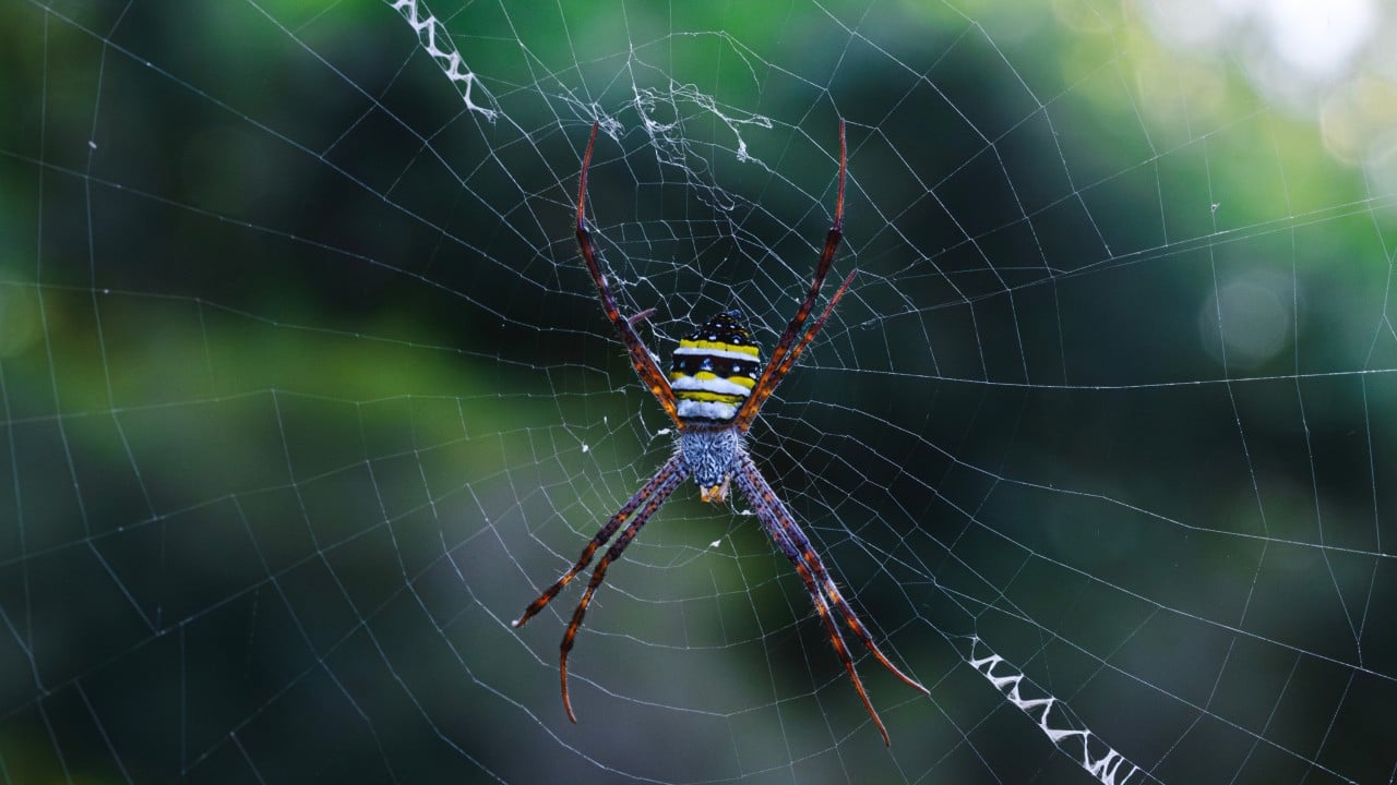 Cientistas criam biopolímero sustentável a partir de proteína de milho