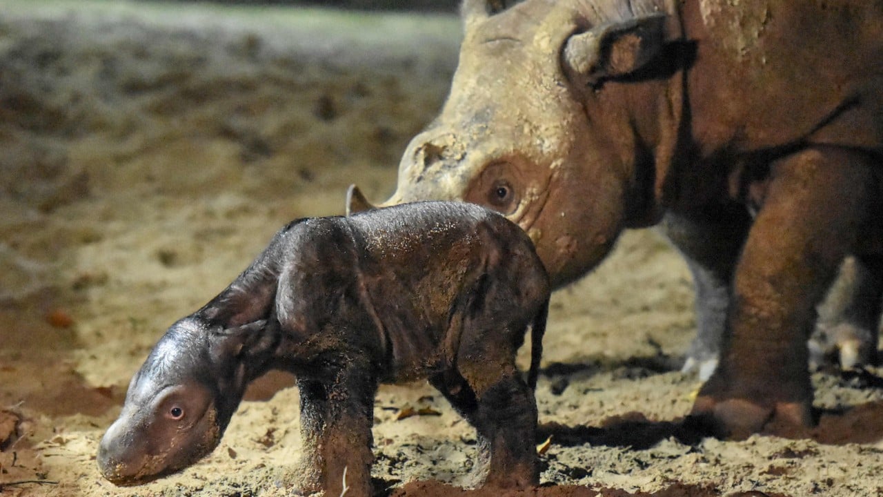 Southeast Asia's endangered species threatened by trafficking