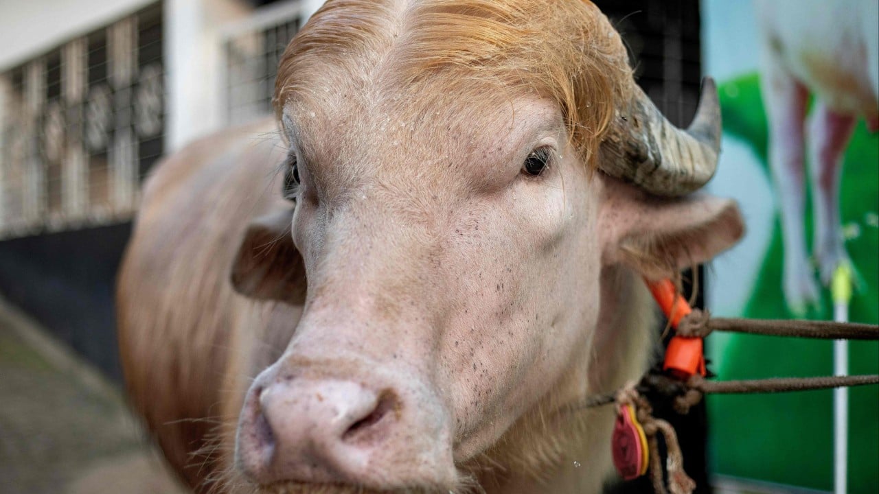 Bangladesh’s rare ‘Donald Trump’ buffalo draws crowds over resemblance