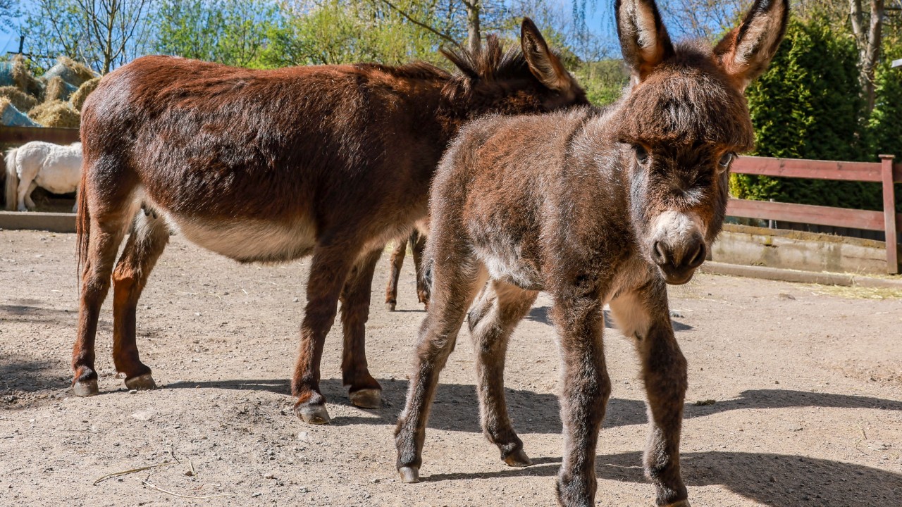 China’s desire for endless youth is wiping out donkeys – can scientists help?