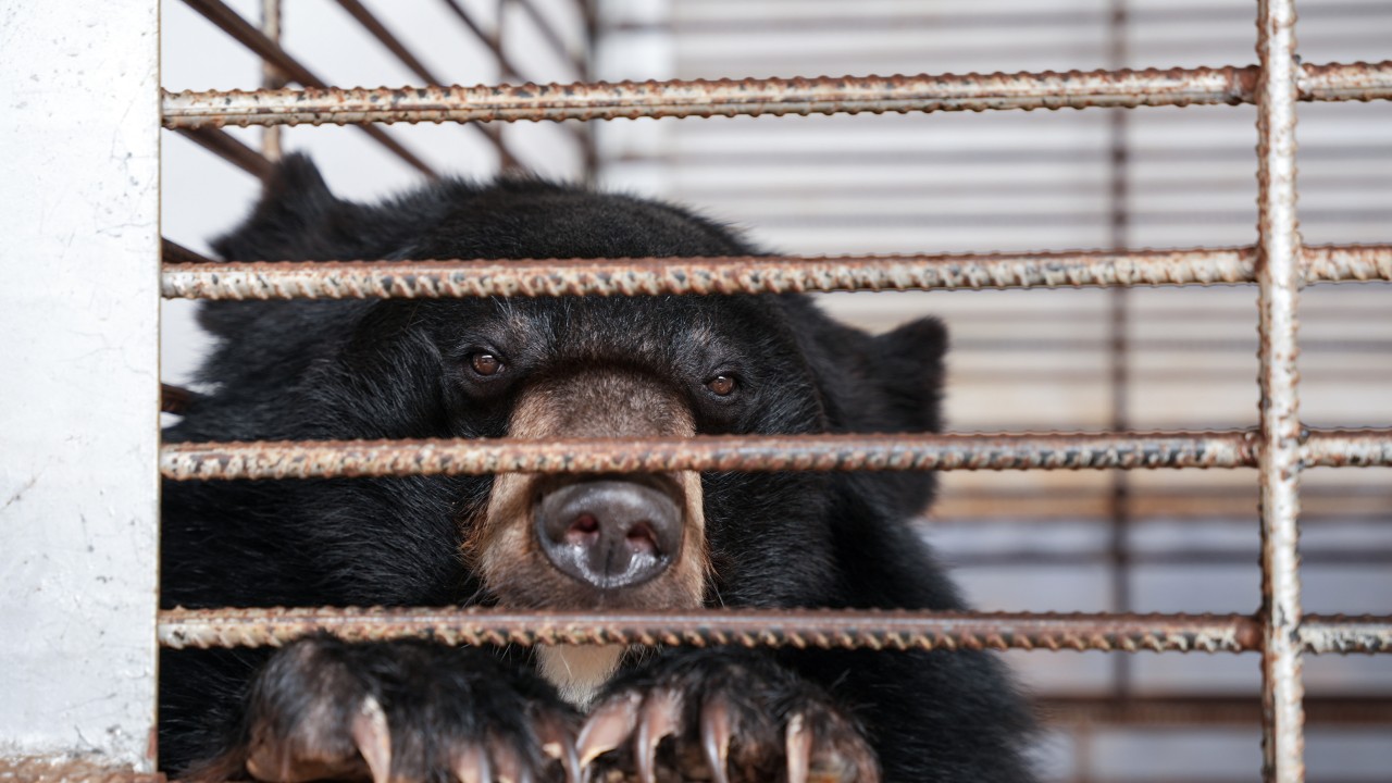 After years in tiny cages, 27 moon bears in Laos finally taste freedom
