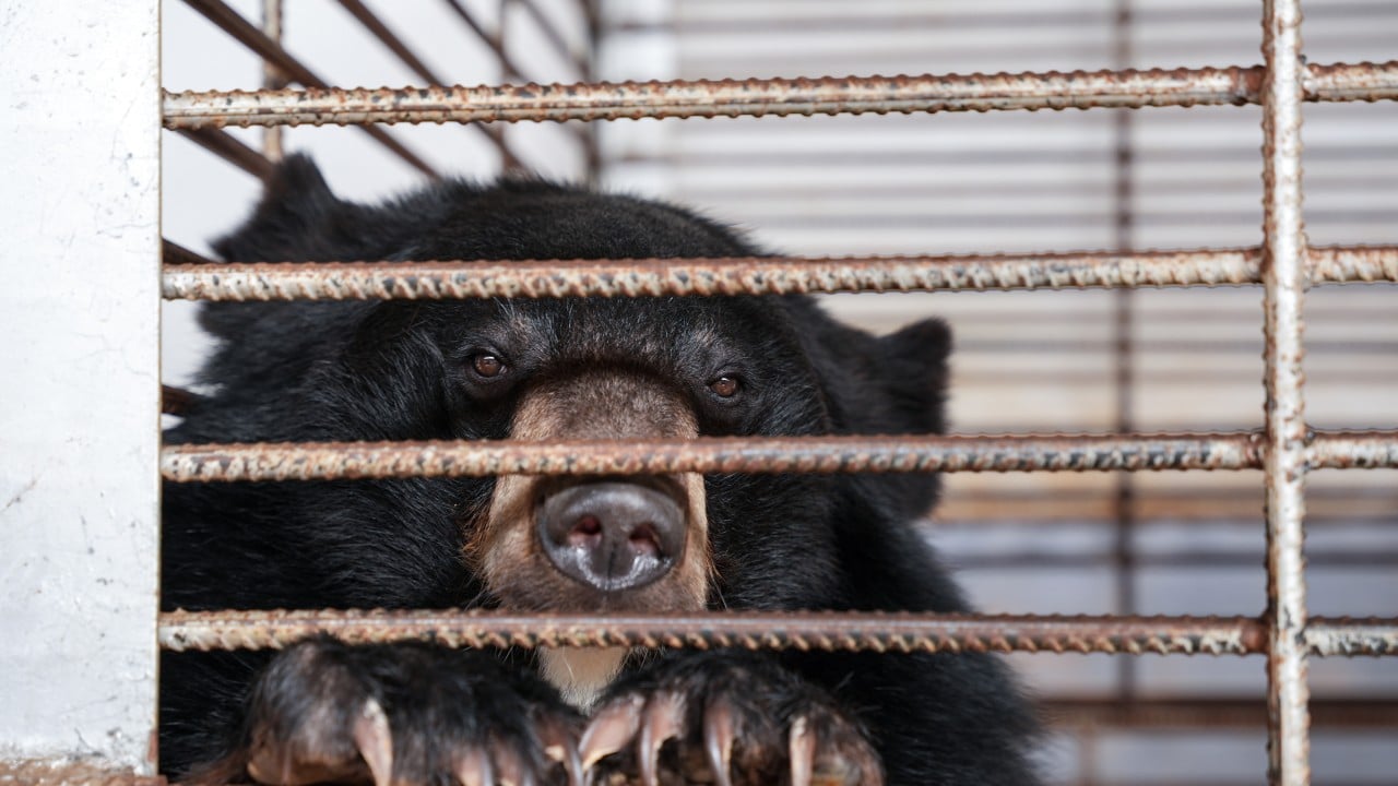 After years in tiny cages, 27 moon bears in Laos finally taste freedom