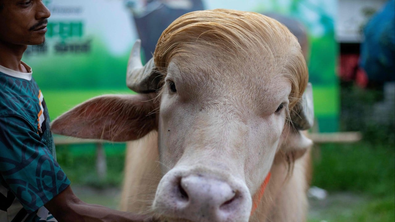 Celebrity ‘Trump’ buffalo spared sacrifice, sent to Bangladesh zoo