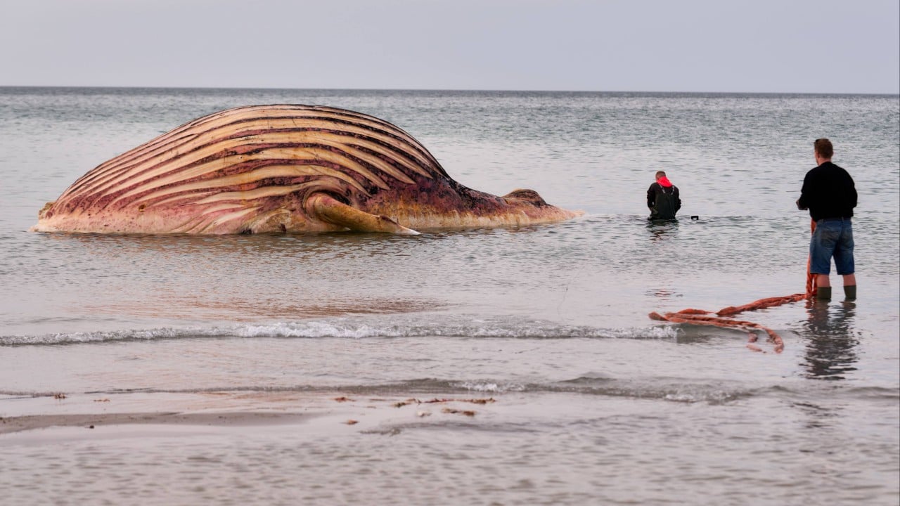 Dead humpback whale Timmy brought ashore on Danish island for postmortem