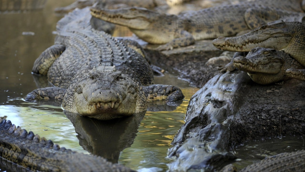 Fatal crocodile attacks in Indonesia put spotlight on habitat destruction