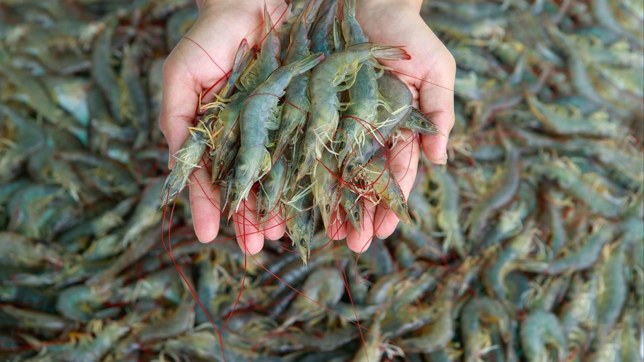 Thailand’s shrimp industry at ‘lowest point’ as it reels from Malaysia import ban