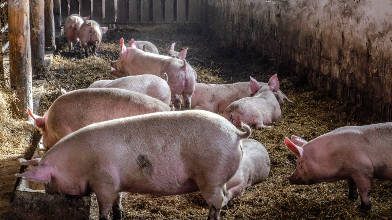 How a pig farm dispute exposed fault lines in Malaysia’s multiracial politics