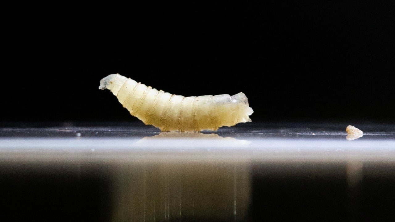 USDA races to contain New World screwworm fly in Texas