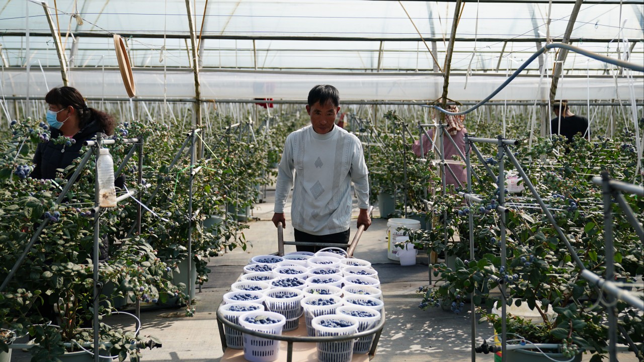 China's blueberry exports to Southeast Asia surge