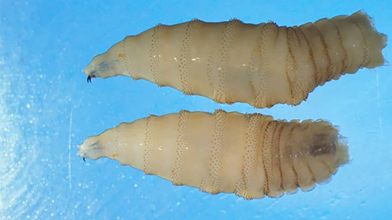Quarantine in Texas: US races to contain deadly flesh-eating parasite