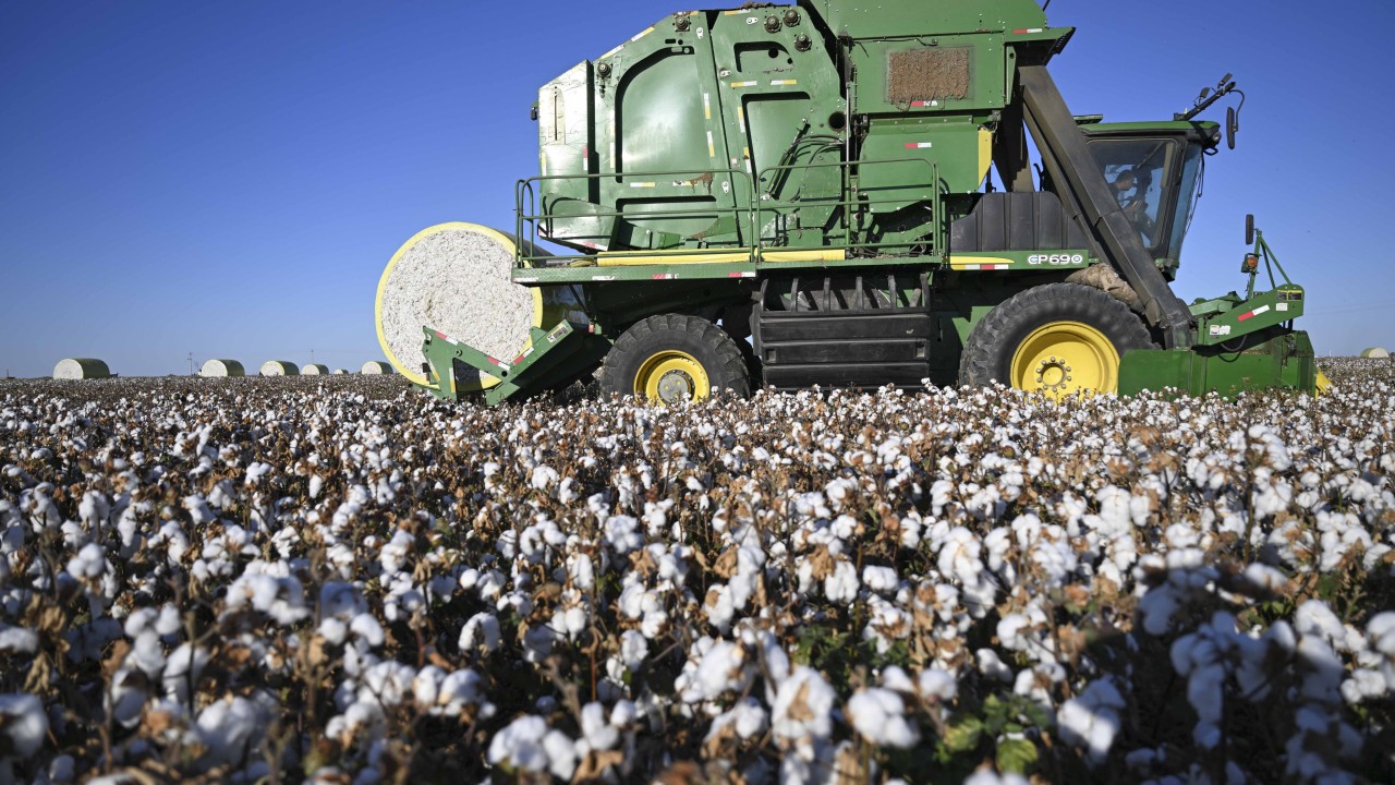 Chinese team injects desert moss gene into Xinjiang cotton t