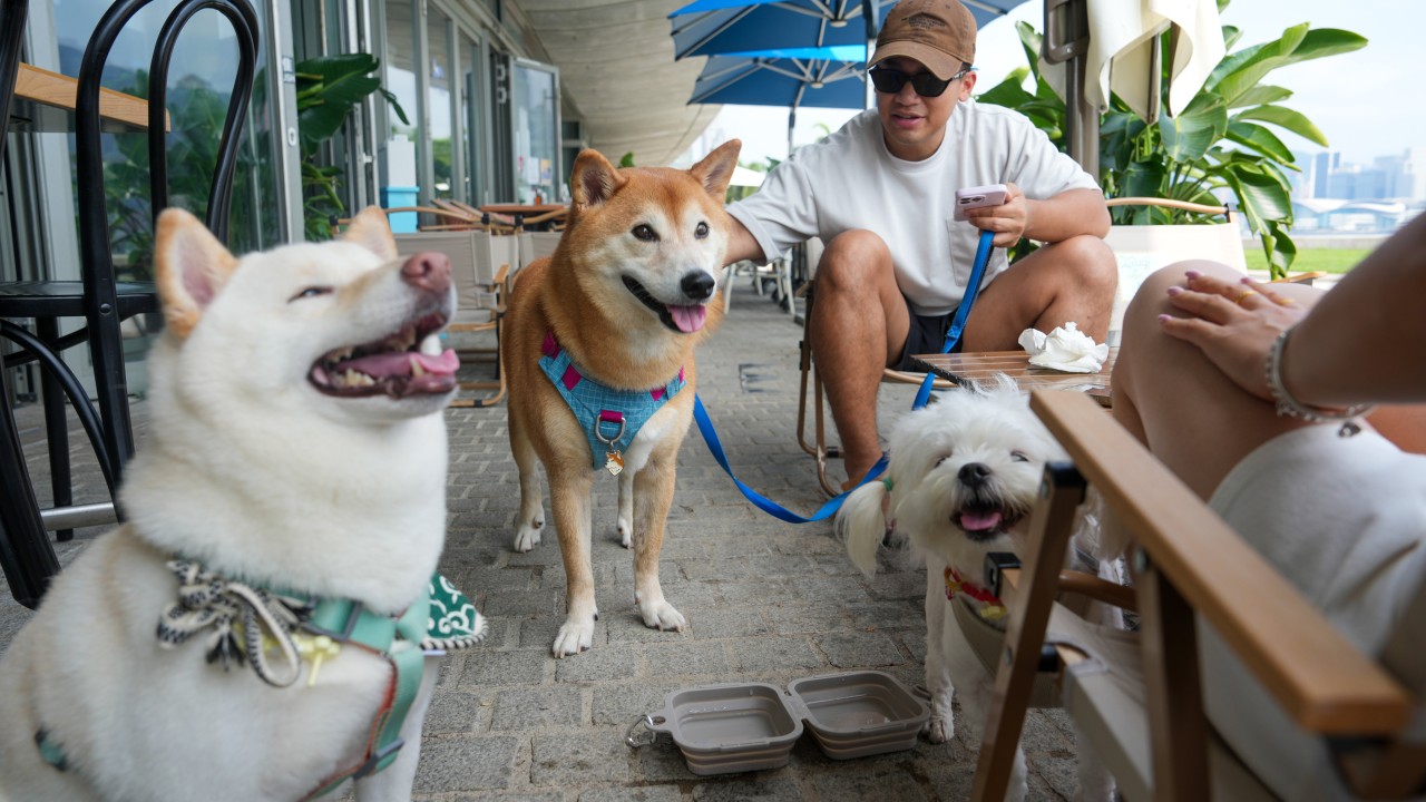 ‘Overwhelming’: Hong Kong’s dog-friendly restaurant scheme t
