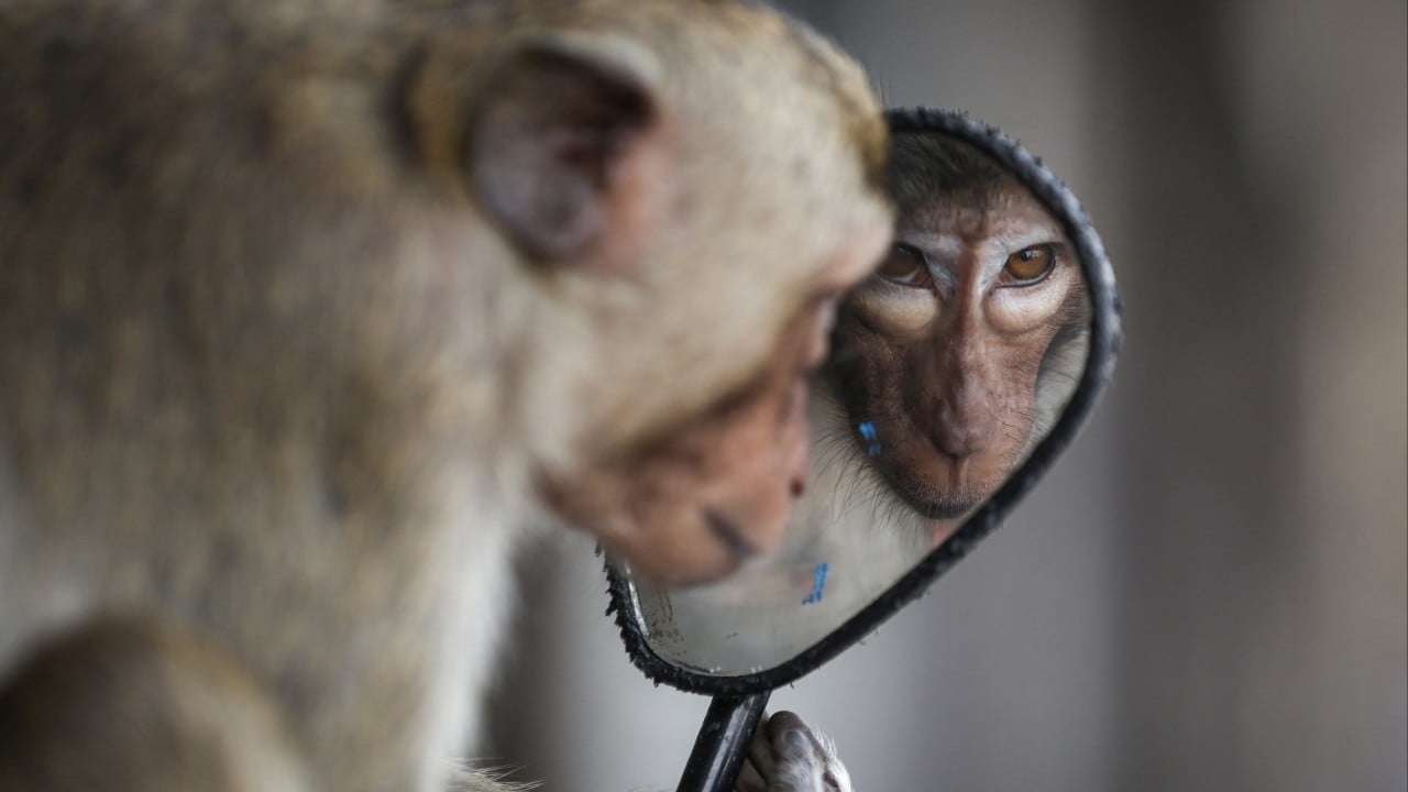 Boy dies in Thailand after attack by grandfather’s monkey, pet released into forest