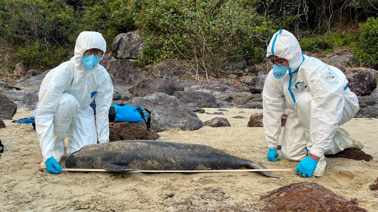 Human activity linked to 4 of 29 cetacean deaths in Hong Kong waters: report