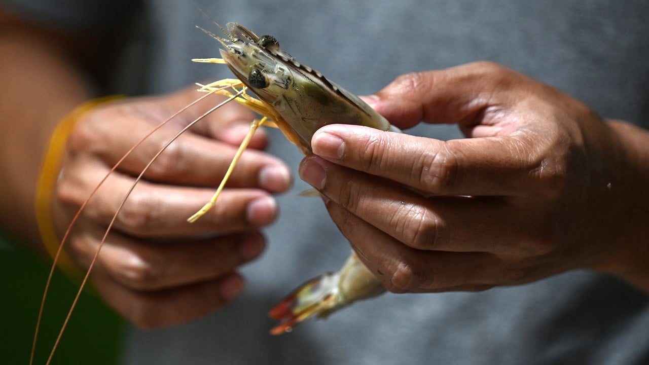 Malaysia’s import ban pushes Thai shrimp industry to brink