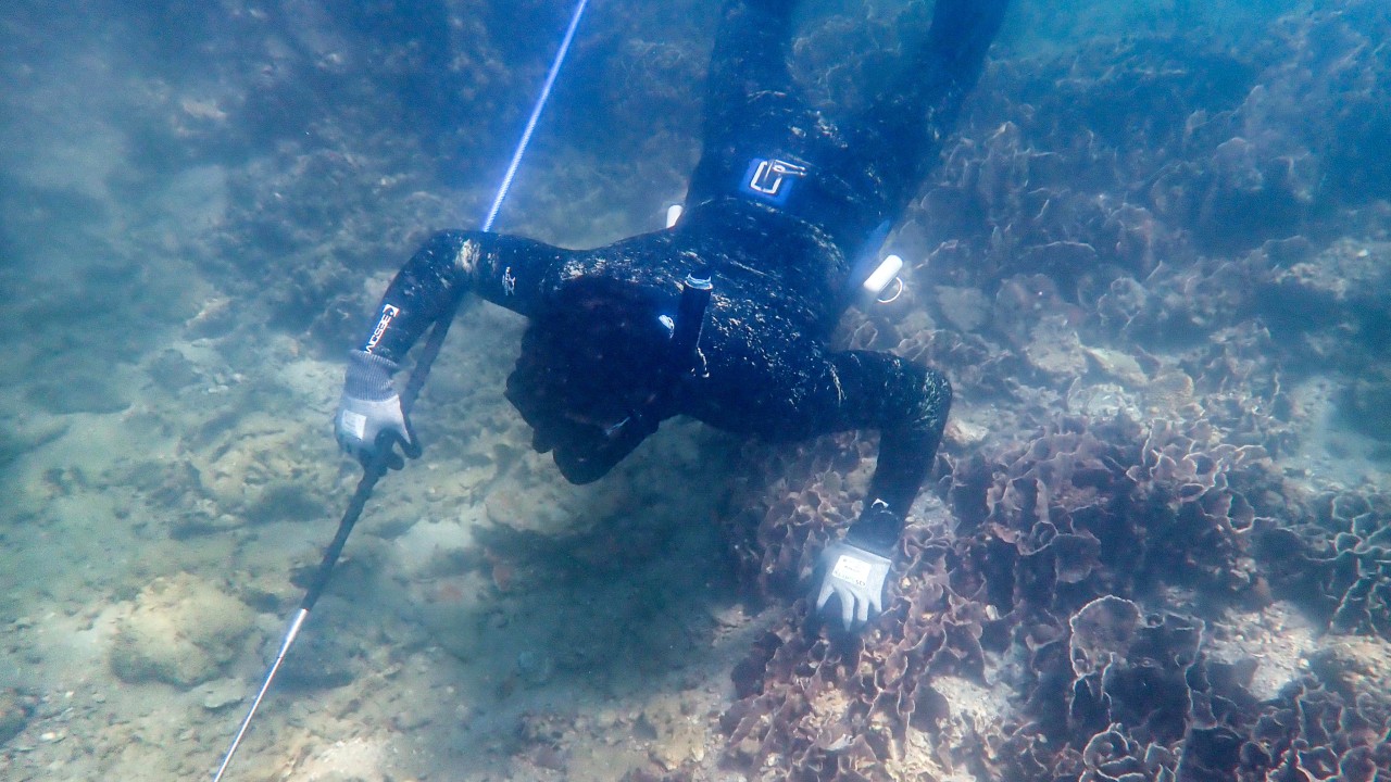 Proposed Sai Kung marine park to cover most coral 
