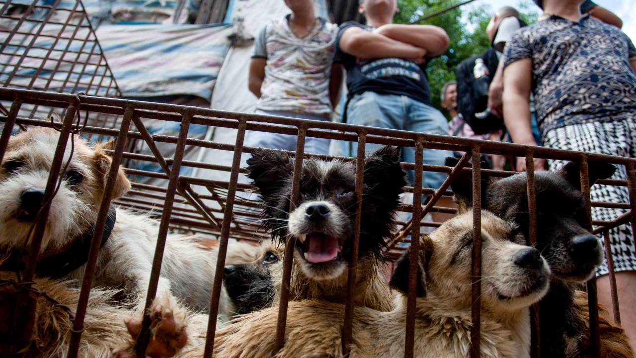 ‘Dirty business’: China dog slaughterhouse shuts down ahead 