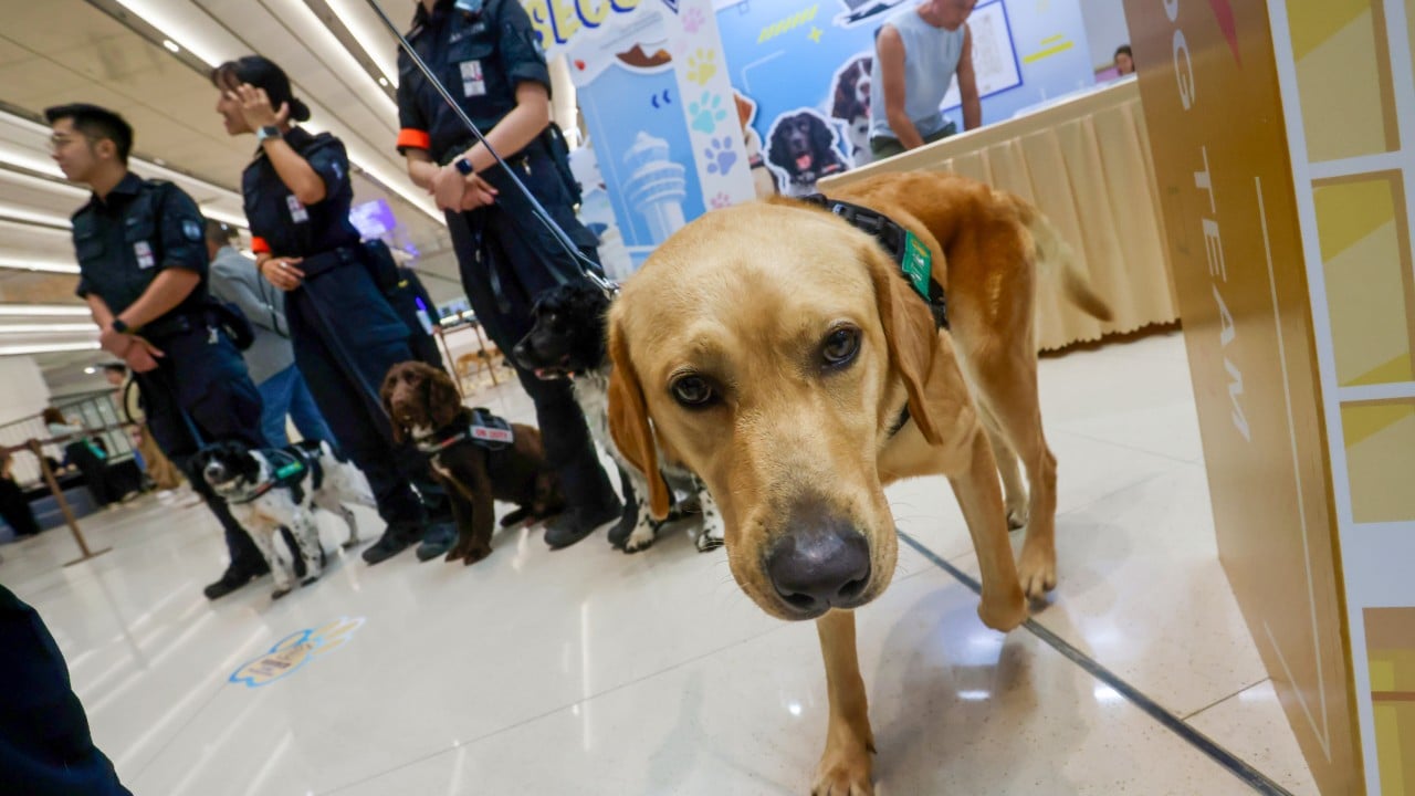 Paw patrol: Hong Kong airport dog unit to cover reopened Terminal 2