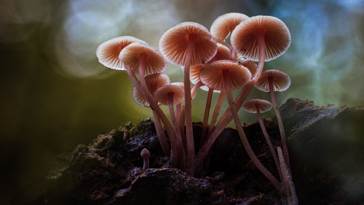 Chinese Man Climbs 27th Floor After Mushroom-Induced Hallucinations