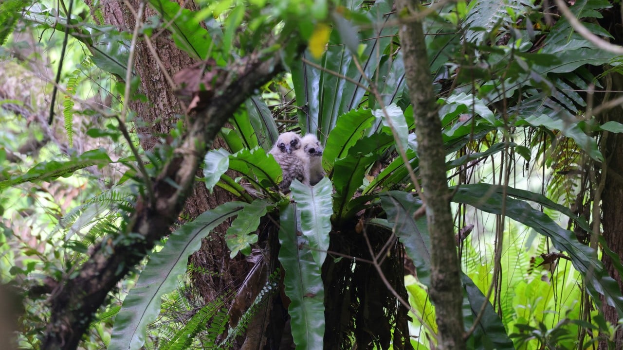 Rare Brown Wood Owl Chicks Fledge at Hong Kong Botanic Garden
