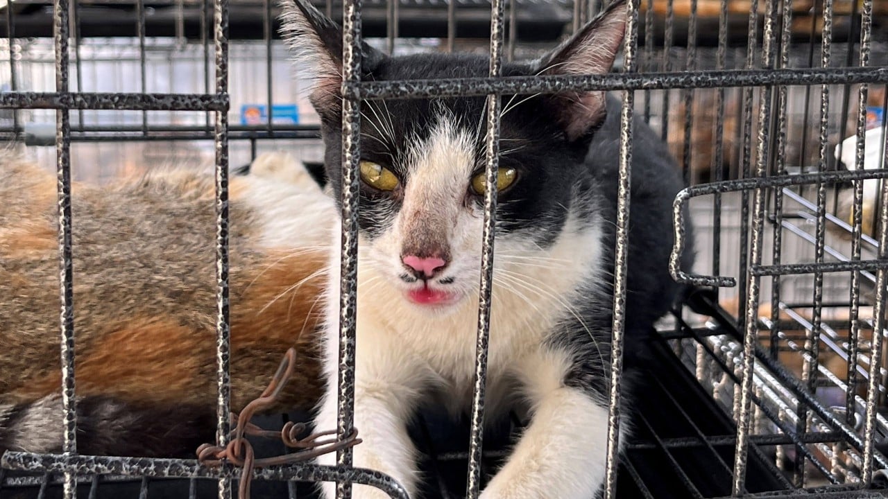 Cats rescued from slaughter in Vietnam spotlight enduring pet meat trade