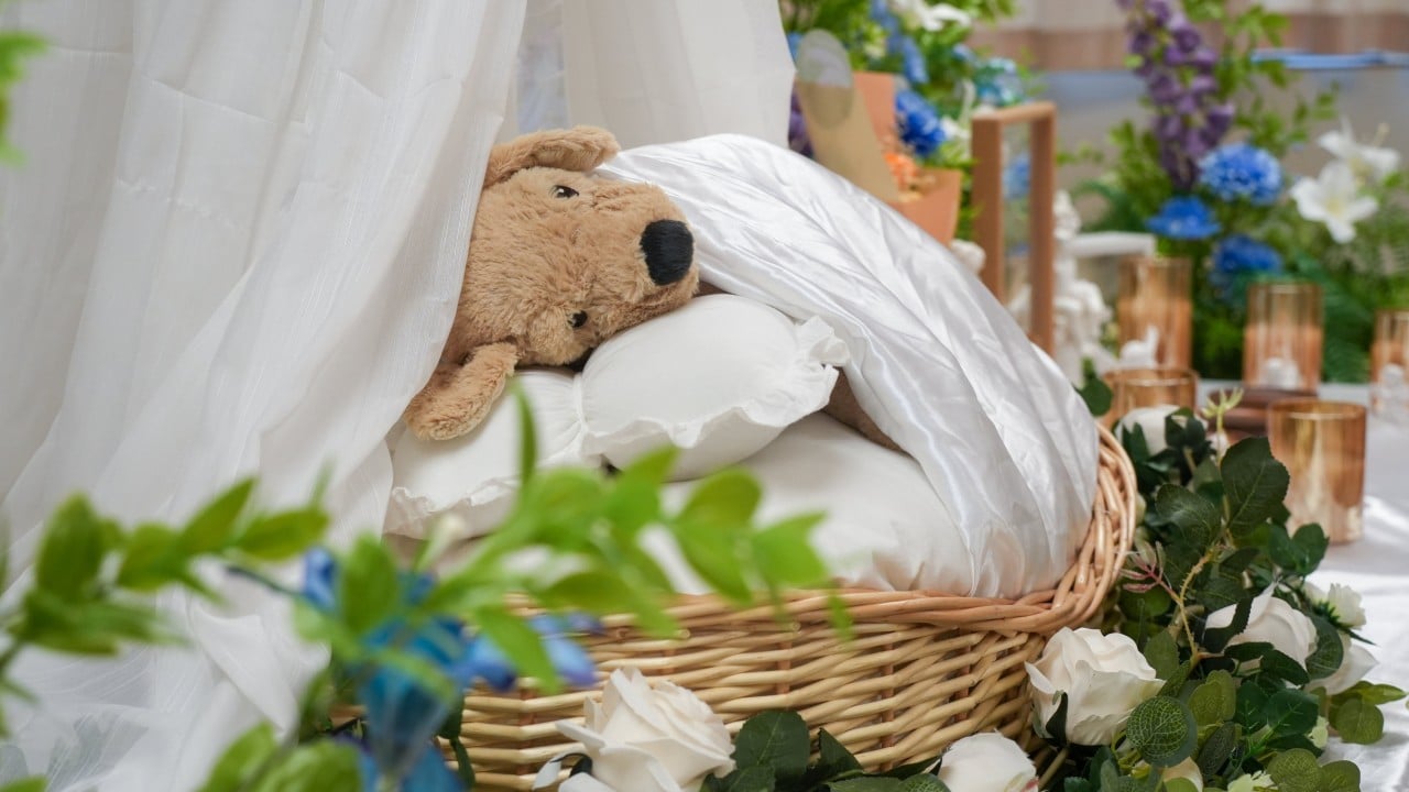 ‘Bury me with them’: animal-lovers want same cemetery plots as their pets