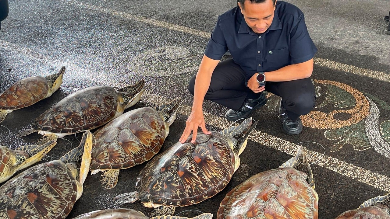 Indonesian police foil turtle-smuggling ring in Bali, rescue 21 live animals