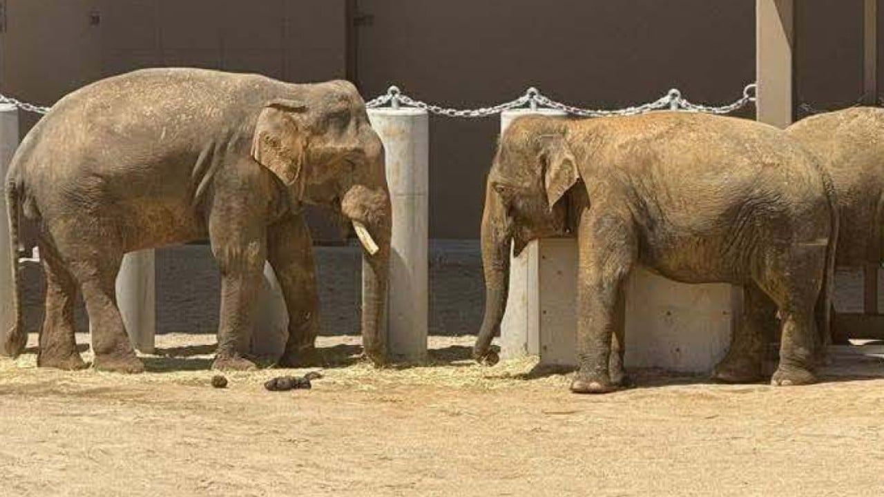 Elephants’ transfer to Japan sparks Malaysia’s corruption inquiry