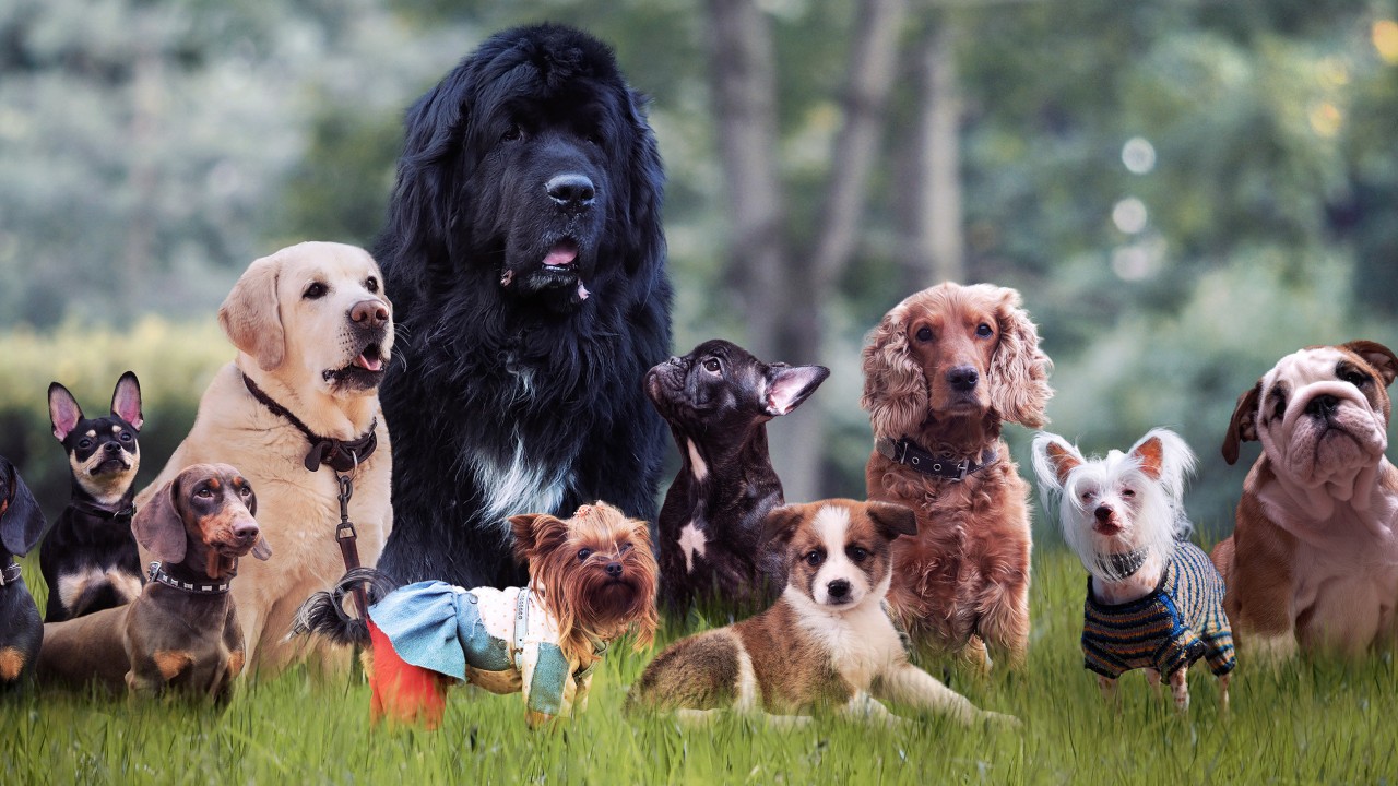 New China dog rental trend draws warnings of animal stress from frequent handler changes