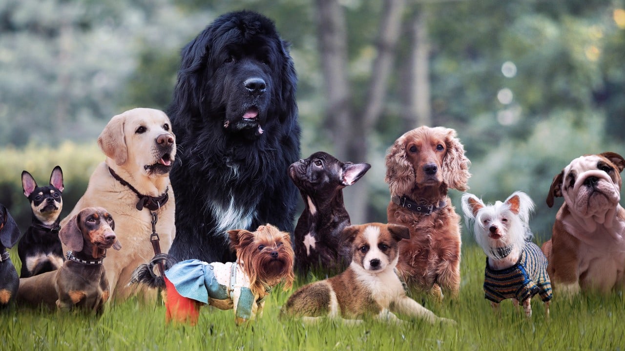 New China dog rental trend draws warnings of animal stress from frequent handler changes