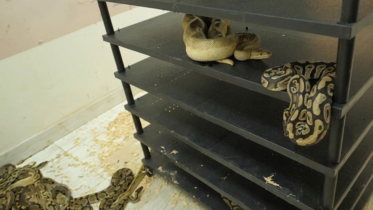 Chinese man jailed after flat’s high electricity usage exposes breeding of 300 snakes
