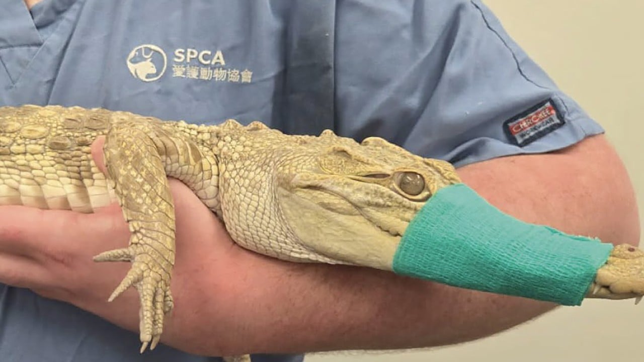 Rescuers snap into action after crocodile found in Hong Kong building